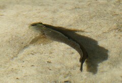 Istiblennius edentulus