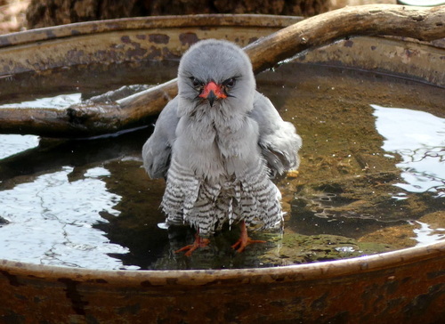 Gabar Goshawk