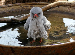 Gabar Goshawk photo 4