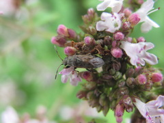 Heterogaster artemisiae