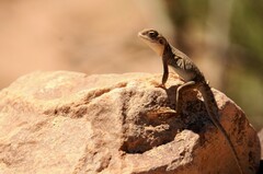 Ctenophorus vadnappa