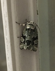 Emarginea percara