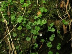 Hesperocodon hederaceus