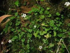 Hesperocodon hederaceus