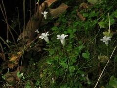 Hesperocodon hederaceus