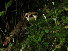 Hesperocodon hederaceus