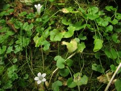 Hesperocodon hederaceus