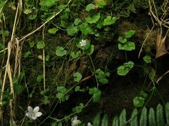 Hesperocodon hederaceus