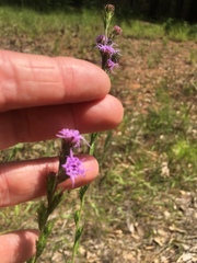 Liatris tenuis