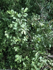 Salix caprea