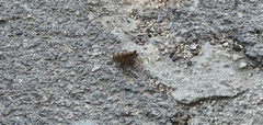 Calliptamus italicus