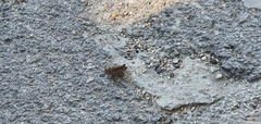 Calliptamus italicus