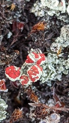 Cladonia coccifera