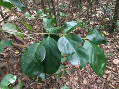 Cyclophyllum barbatum