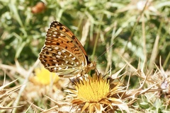 Argynnis elisa