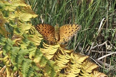 Argynnis elisa
