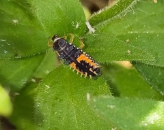Harmonia axyridis