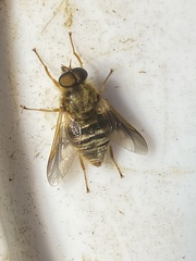 Goniops