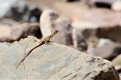 Ctenophorus vadnappa