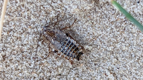 Lesser Cockroach photo 4
