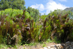 Platycaulos callistachyus