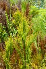 Platycaulos callistachyus