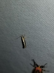 Argyresthia conjugella