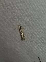 Argyresthia conjugella