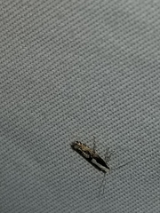 Argyresthia conjugella
