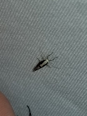 Argyresthia conjugella