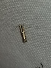 Argyresthia conjugella