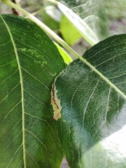 Stigmella incognitella