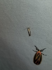 Argyresthia conjugella