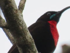 Chalcomitra senegalensis gutturalis