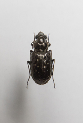Blethisa multipunctata