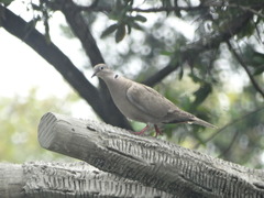 Streptopelia decaocto