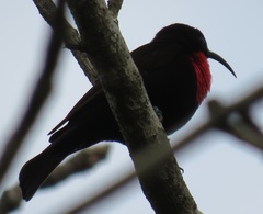 Chalcomitra senegalensis gutturalis