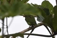 Brotogeris cyanoptera
