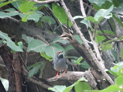 Turdus plumbeus