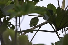 Brotogeris cyanoptera