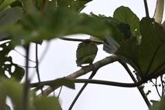 Brotogeris cyanoptera