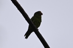 Brotogeris cyanoptera