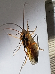 Opheltes glaucopterus