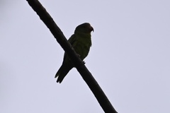 Brotogeris cyanoptera