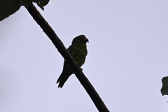 Brotogeris cyanoptera