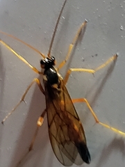 Opheltes glaucopterus