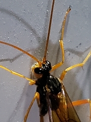 Opheltes glaucopterus