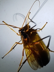 Opheltes glaucopterus