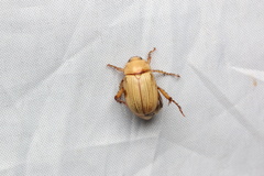 Anomala viridisericea