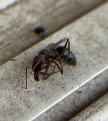 Odontomachus desertorum